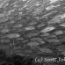 jack_bigeye_dar_h_0048_ecu0817_bw.jpg